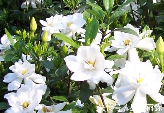 栀子花年年买,就是养不住,怎么回事