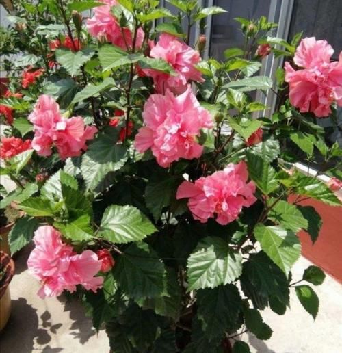 把5种花养在家里，一年四季都开花，真漂亮