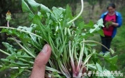 肝脏|三斤枸杞也不敌一两“它”每天泡水喝,肝脏干净,肠胃也健康