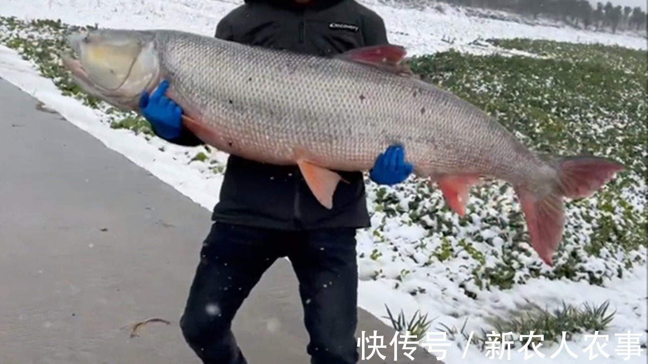 江苏一男子的神操作,春节期间冒雪野钓,意外收获“米级”水老虎