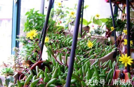3种多肉“吊兰”,漂亮又好养,一年能开300多天,开成瀑布,特美