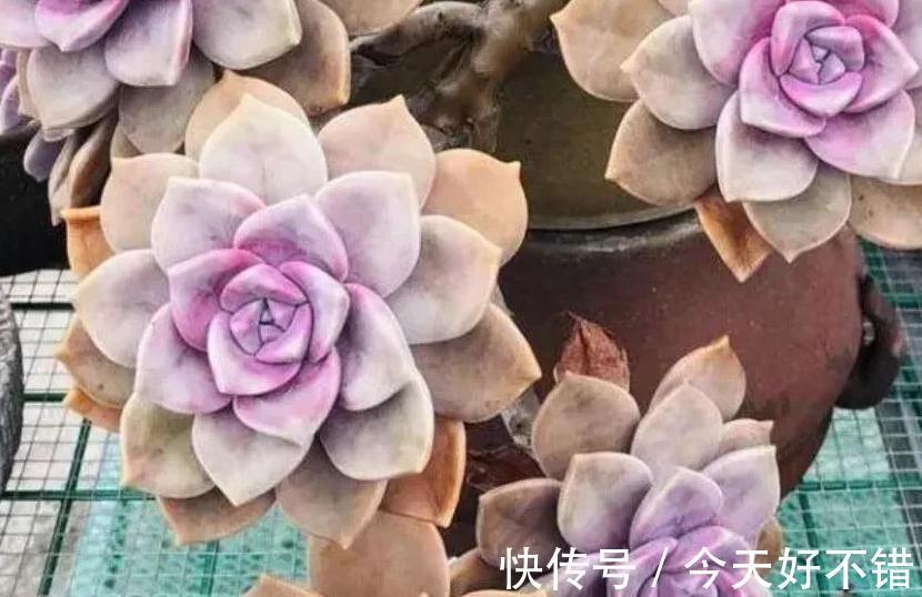 6种多肉养成老桩太漂亮了,养再多都不嫌够,适合新手养殖哦