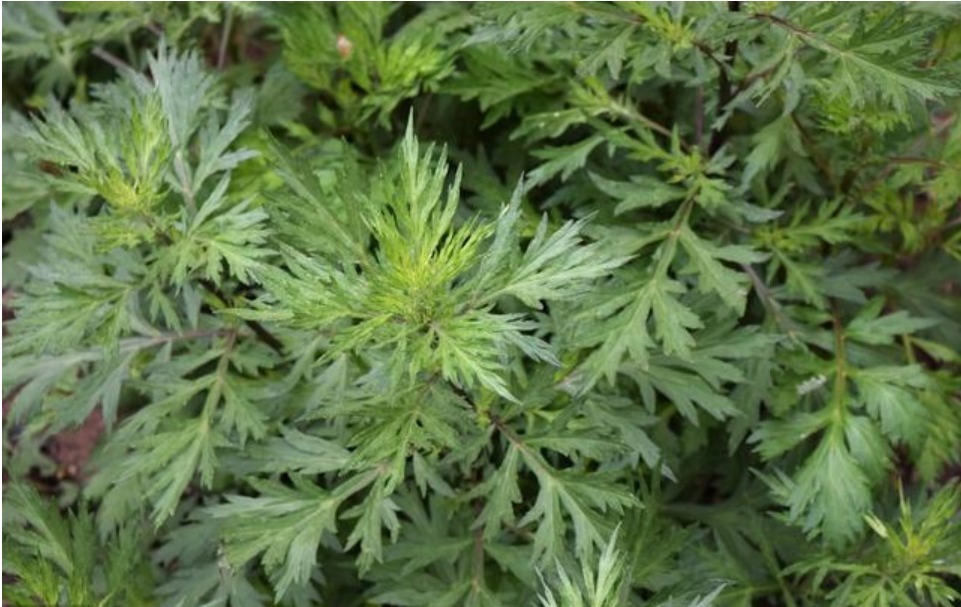 化学成分|艾叶煮鸡蛋可以防胃癌吗看看医生怎么说