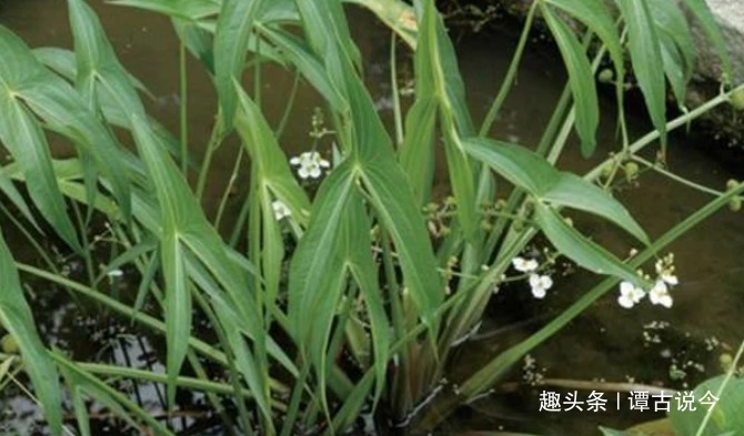 杂草|农村一种野草生在水沟里,常被当杂草,殊不知球茎30元一斤