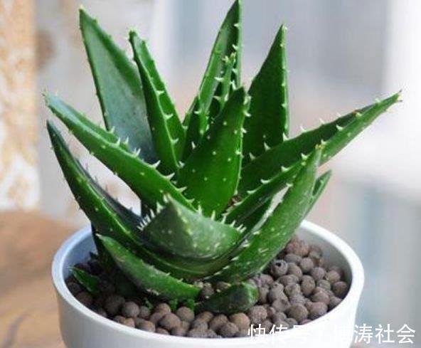 三氯乙烯|客厅最适合养上4种花,叶子油绿、吸甲醛,植株漂亮上档次