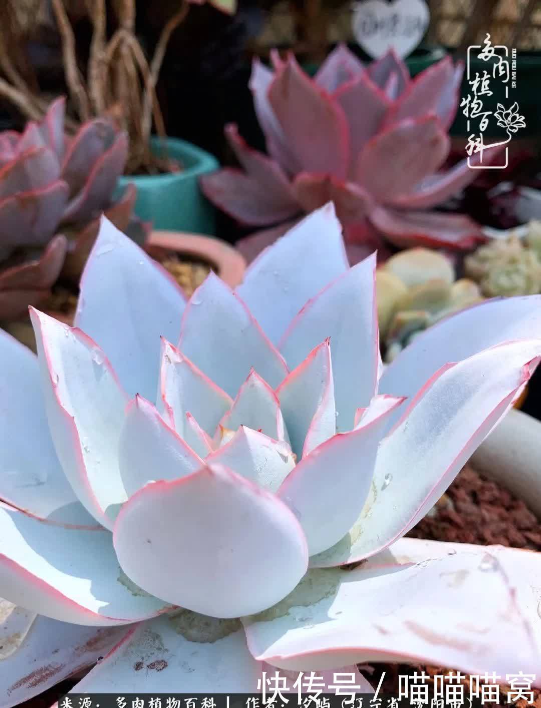 美杜莎|偶然相遇多肉,却成为心中挚爱!