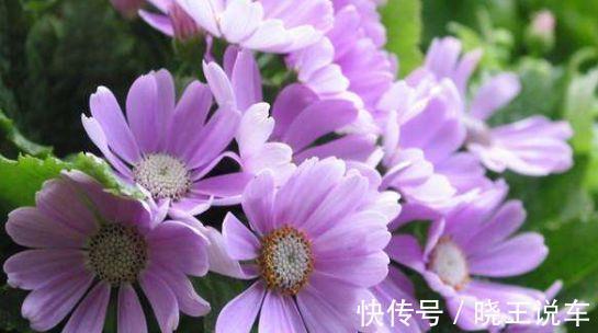 农历十月初一霜降后，养什么花？以下3种花，四时如意万事遂心