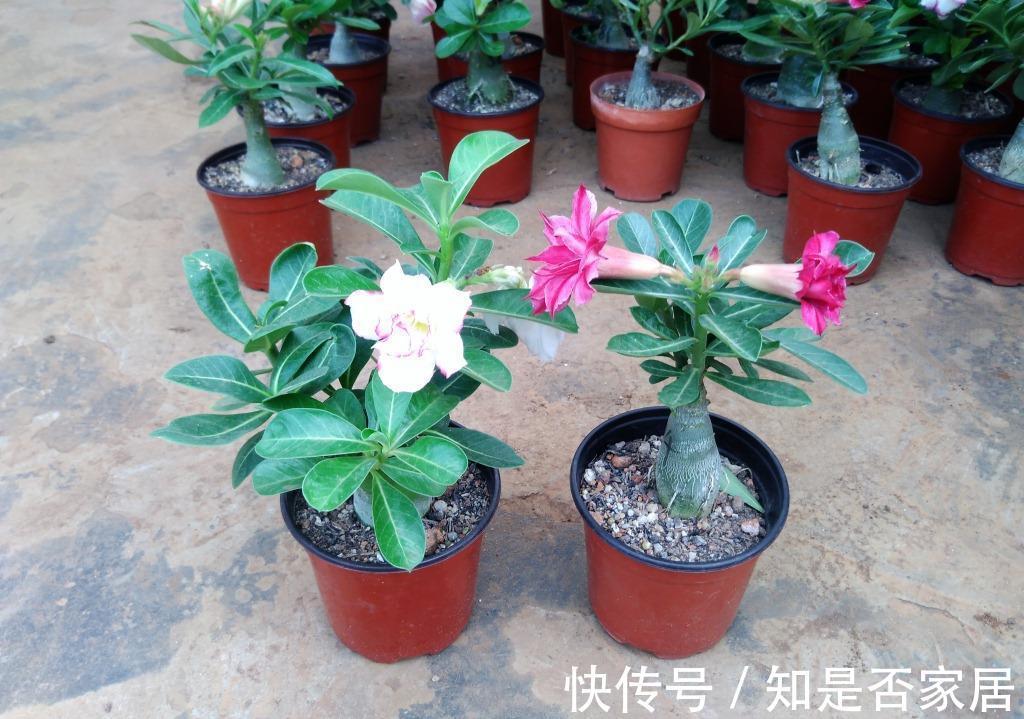 盆栽|养花小技巧：学会这5招，轻松解决盆栽虫害问题