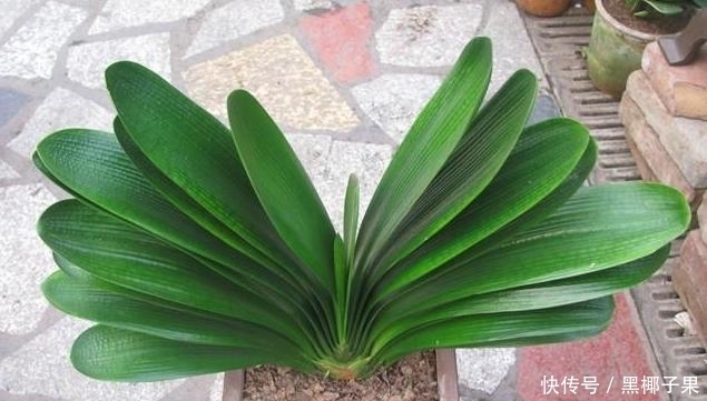君子兰生根太慢了,高手只要一个小药片,蹭蹭蹭冒出大白根