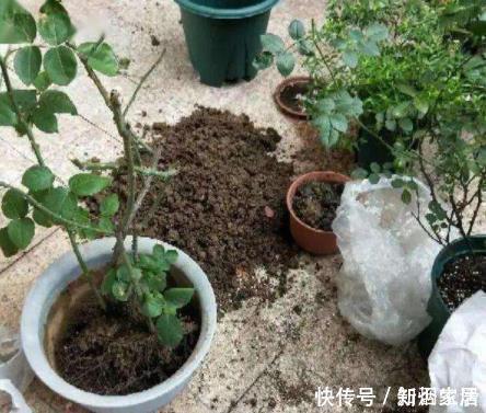 牛粪|给花配土换盆的时候,4种东西别乱加,不然花卉难养好