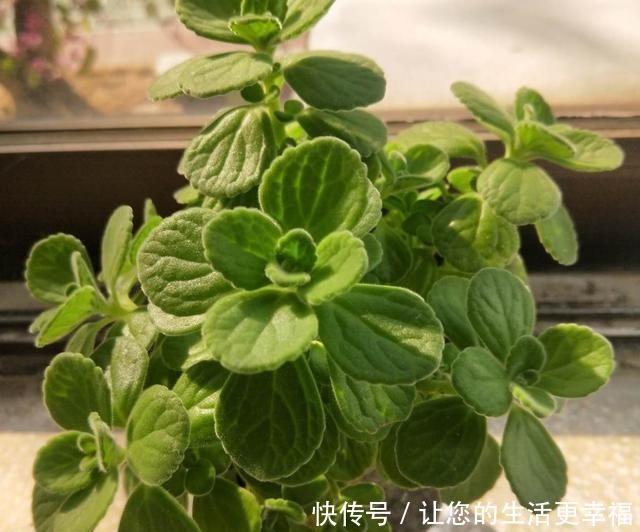 这4类花不能喷水,喷了就烂,快停手!这4类花不能喷水,喷了就烂,快停手!