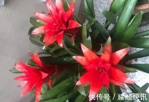 老板|如何避免买花上当？告诉你一句话，“别听老板的话”