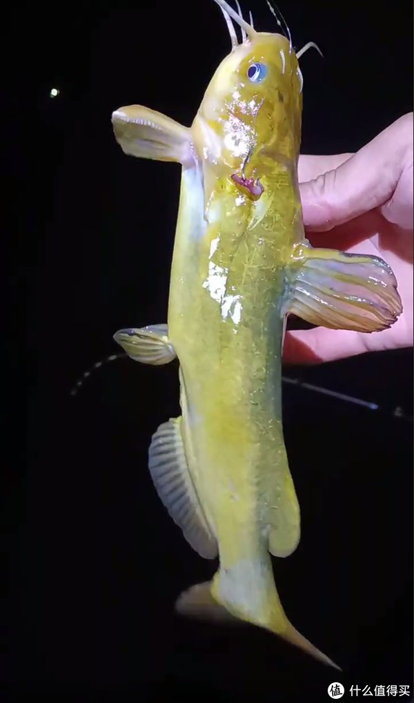 江苏|昂公大爆发!江苏钓友3小时钓1盆,网友:我一个月都钓不了这么多