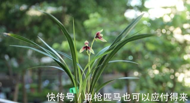 米高|养兰花?记住这个“温度”,新芽冒不停,花箭“半米高”