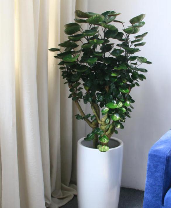 玉树|客厅见树,家业稳固,适合客厅养的8种树,大气美观,增添幸福感