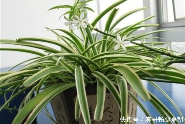 植株|家里吊兰开花了,到底留下来好还是剪掉好