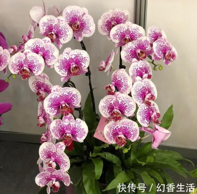 长寿花|这5种花，叶子不能喷水，尤其是夏天，一喷就全烂了