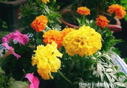 花都|养花浇水,这几个错误别犯,不然养啥花都黄叶烂根,学会一生受用