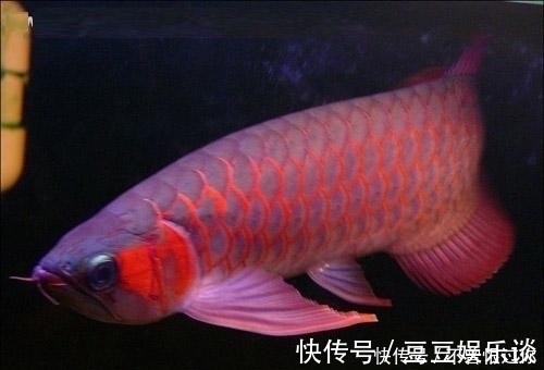 清道夫|适合和龙鱼混养的鱼有哪些?应注意那些事项?