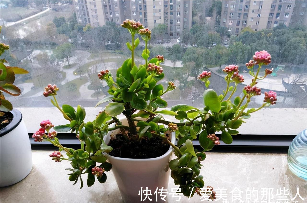 天气越来越冷,很多花“熬不过冬”学会这些好方法,花卉安全越冬