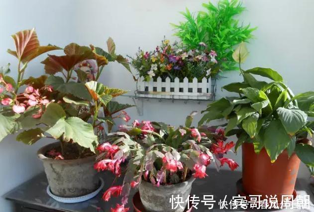 不良习惯|深陷这些“养花误区”,走不出来,就别怪植物活不久、长不好