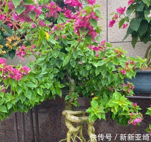 三角梅和长寿花不开花,“用这2招”,30天花开爆盆,叶绿无比