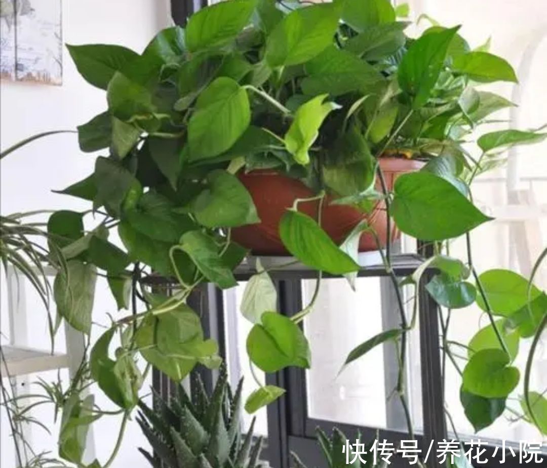 冬天养绿萝别只浇水，做好4个养护，不停长新叶