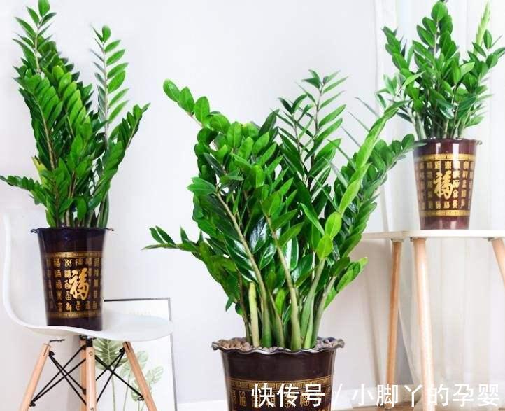 客厅见树,家兴人旺!6种吉利树,好养寓意好,还能养身体