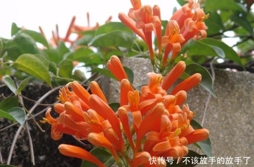 农村|农村4种能爬藤的漂亮花,种在家里一年爬满阳台,花开得爆多!