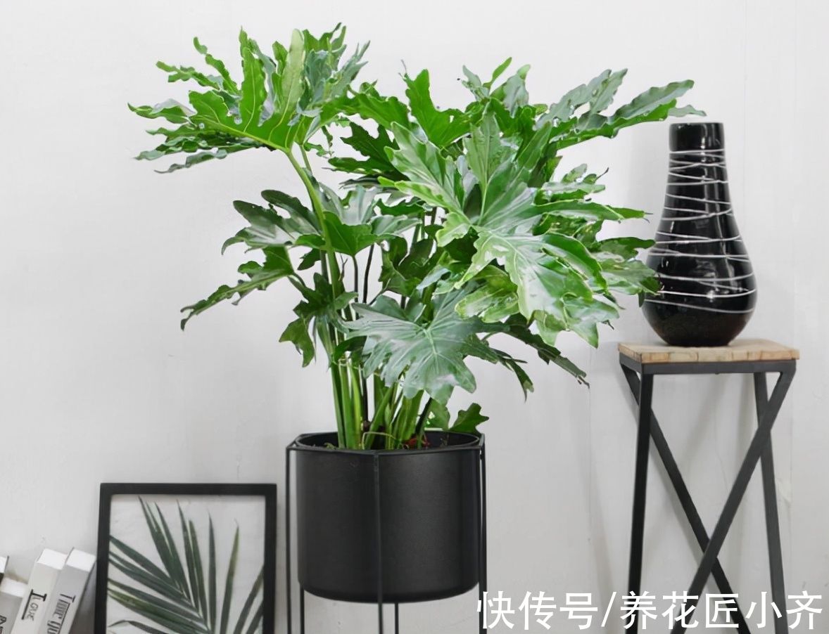 13种“耐阴”花，家里采光差，选它就对了，养好爆盆很轻松