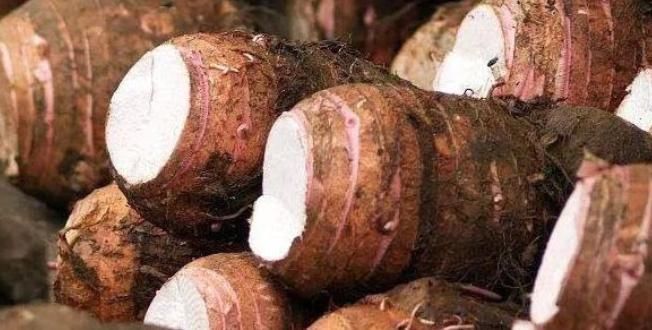 肠道健康|地下人参你知道是什么吗?,真正的护脾王,养脾胃,建议老人多吃