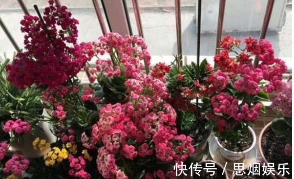 长寿花|王大姐就养“2种花”,入冬就开成“花海”,街坊邻居都说美!