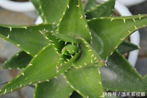 新手养花别再首选绿萝了，它们好看又好养，盆栽生命特坚强