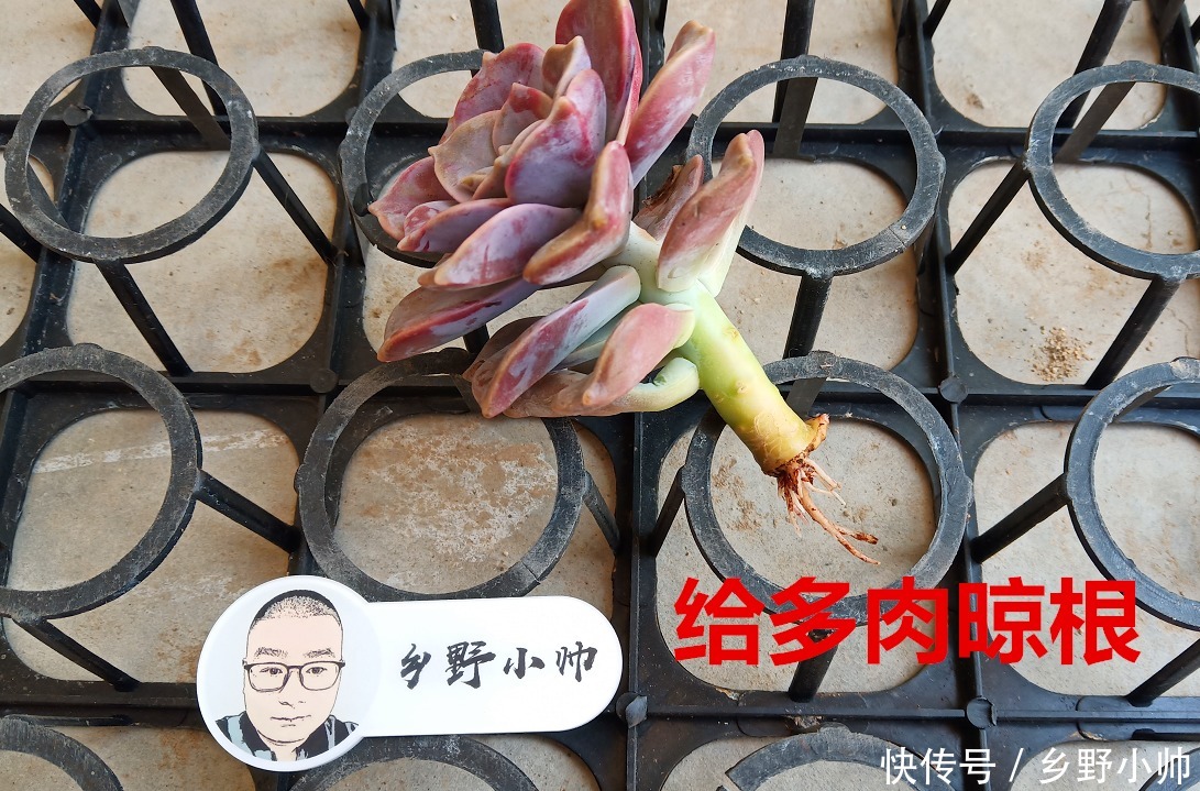 多肉到货后,新手不知该如何做,看完这几点就懂了