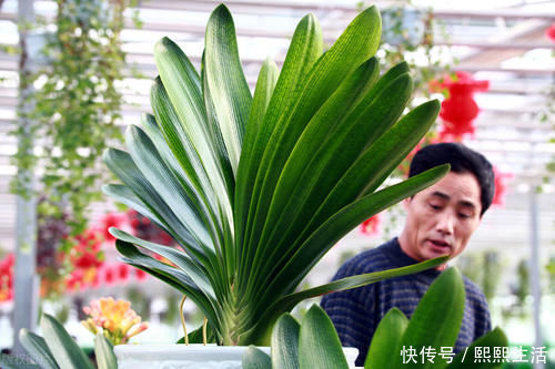 叶片|君子兰入夏要“静养”，3件事不能做，不然黄叶、花难开