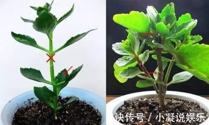 浇水|长寿花的养护绝招，这样养叶片长得比手掌还大！