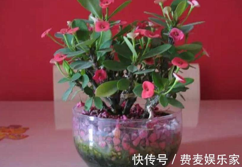 盆栽虎刺梅,日常这么养,才能爆出一大片小花!