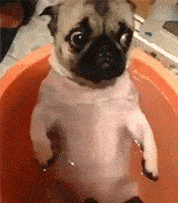 |搞笑GIF:当时就吓懵了 不是说好的只是洗澡吗