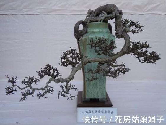 浇水|很好辨认的1种藤本植物,别轻易触碰,却是制作盆景的优良素材