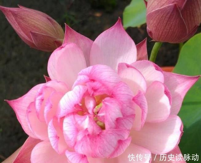 4种花是“开花大户”，一次开放100朵，花色繁多易爆盆，娇艳欲滴