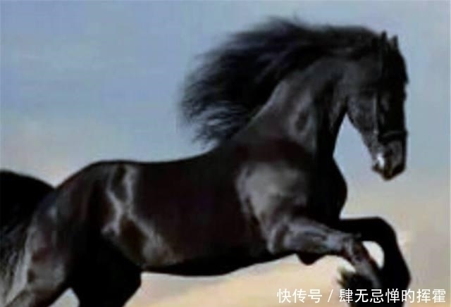 赤兔马|中国的八匹名马,除了赤兔马,你还知道其它的吗