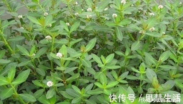 河沟|河沟和小溪边，生长着一种“水花生”，看似不起眼，价值高