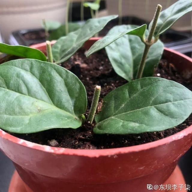 椰糠土|6月,最适合扦插的花,一插就活,大白根冒疯了