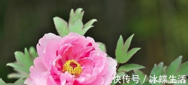 芍药妖!刘禹锡很美的一首诗,从开篇美到结尾,读过的人都会念念不忘!