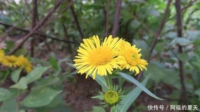别把这种“菊”当做野菊花,它比野菊花更珍贵,价值更高!