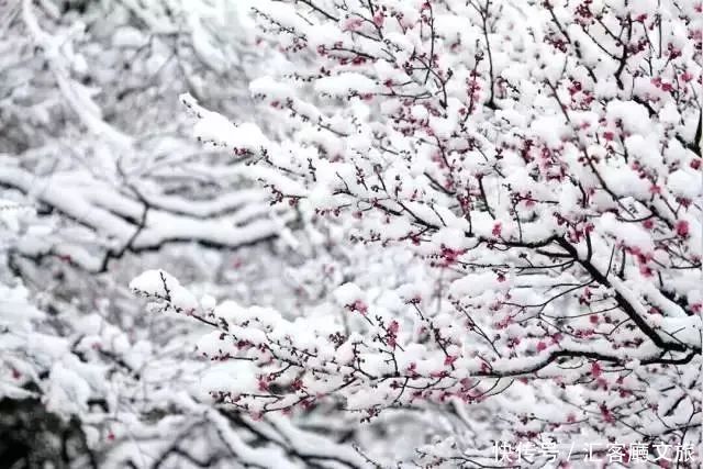 风时的雪花|雪后的中华大地，美哭了世界！