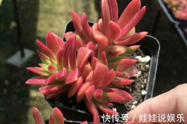 多肉火祭时不时变绿,当你知道这些原因后,保证它又能火起来