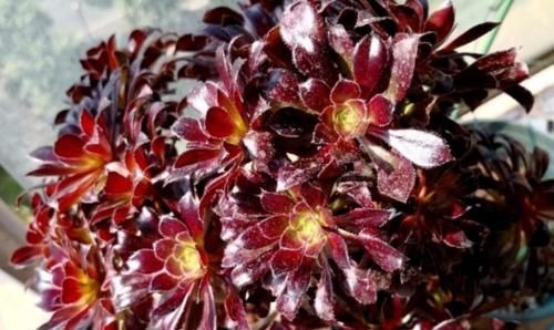 多肉黑法师能在卧室养吗？当然不行，它甚至都不适合放在室内养护