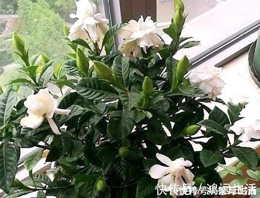 酸碱度|厨房一种调味料，养花3个用法，分分钟拯救黄叶，比硫酸亚铁都强！