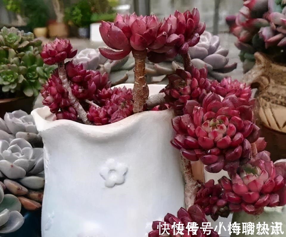 养多肉3年顺风顺水，多亏选了6种大普货，现在全是大老桩